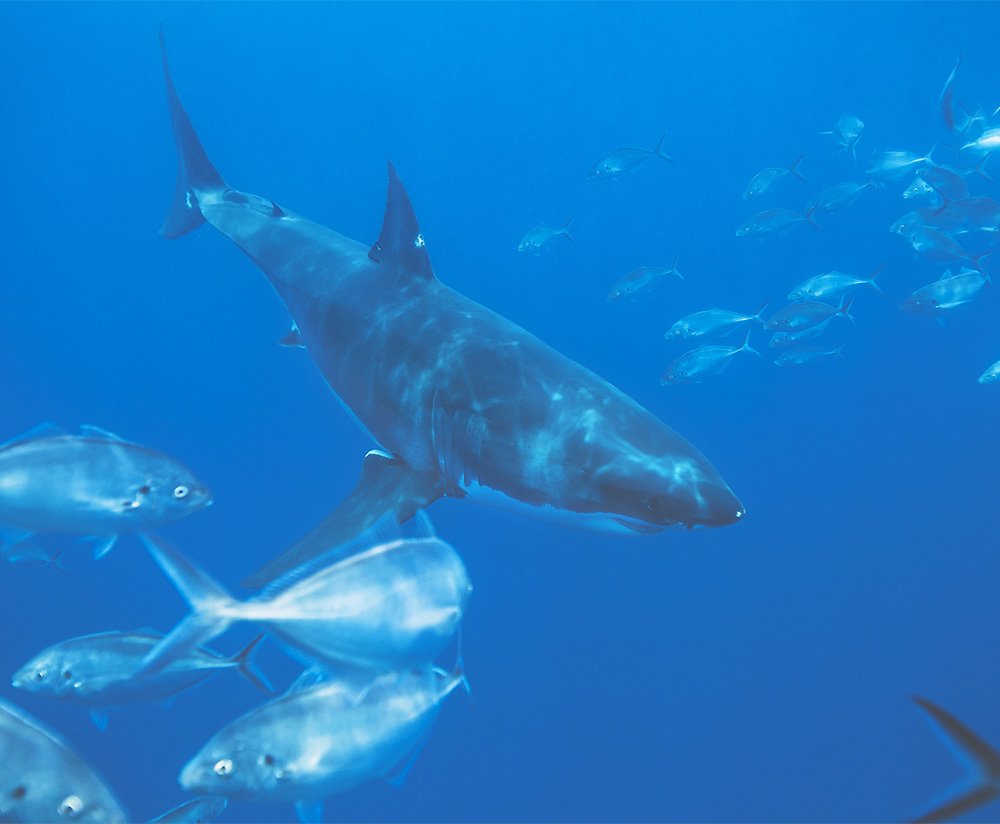 Number 4 High Performance Hair Care is Proud to be Shark Squalene Free