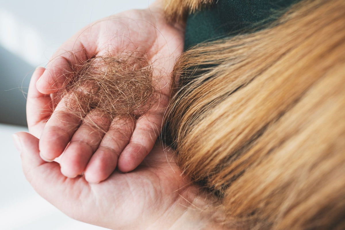 Hair Shedding During Weight Loss: What's Normal and What to Do - Number 4 Hair Care