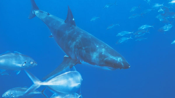 Number 4 High Performance Hair Care is Proud to be Shark Squalene Free